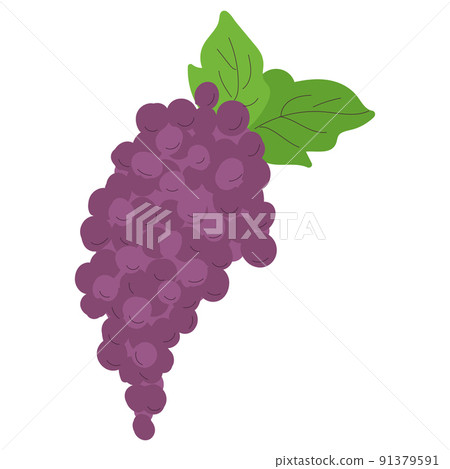 Isolated sketch of grapes icon Flat design Vector Isolated sketch of grapes icon Flat design Vector 91379591