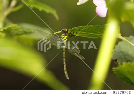 Ogylosaniae 91379768