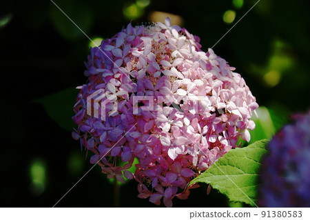 繡球花繡球花 繡球花繡球花 91380583