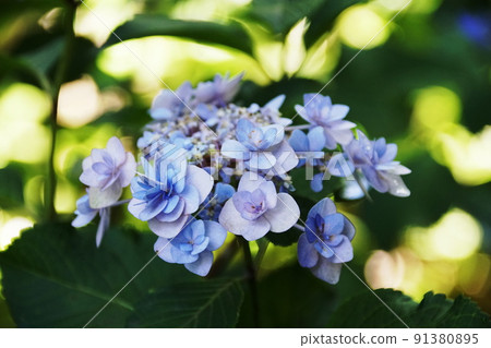 Hydrangea Cassiopeia Hydrangea macrophylla - Stock Photo [91380895] - PIXTA
