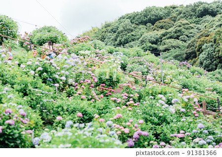 Hirahara Onsen Hydrangea 91381366