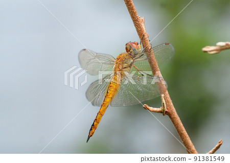 Ushubitimbo 91381549