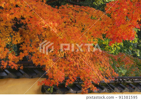 Autumn leaves Autumn leaves 91381595