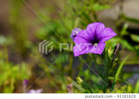 Petunia 91381628