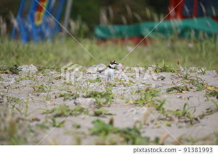 Little ringed plover nesting next to the construction site Little ringed plover nesting next to the construction site 91381993