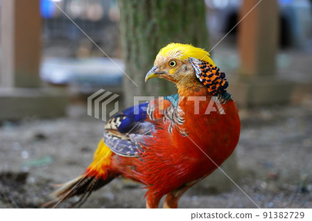 雄金雉～相模原淺水公園親合動物廣場～ 91382729