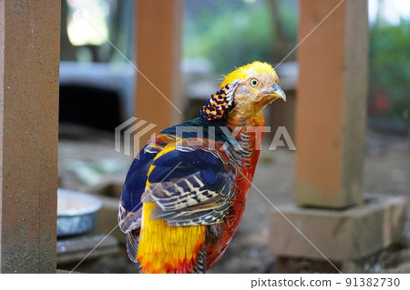 雄金雉~相模原淺水公園親合動物廣場~ 雄金雉~相模原淺水公園親合動物廣場~ 91382730