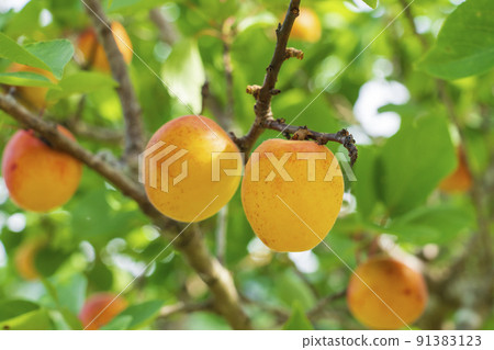 Apricot fruit Apricot fruit 91383123