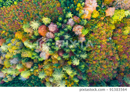 Aerial view of autumn forest 91383564