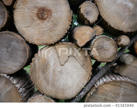 Wall of log Wall of log 91383840