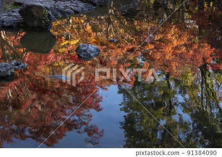 Autumn leaves landscape that receives light and is reflected vividly in a shaded pond Autumn leaves landscape that receives light and is reflected vividly in a shaded pond 91384090
