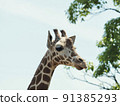 Reticulated giraffe 91385293
