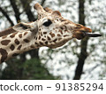 Reticulated giraffe that stretches the tongue 91385294