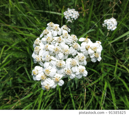 Athocori Athocori 91385825