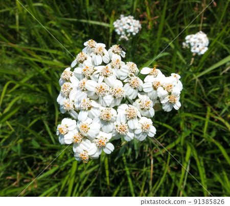 Athocori Athocori 91385826