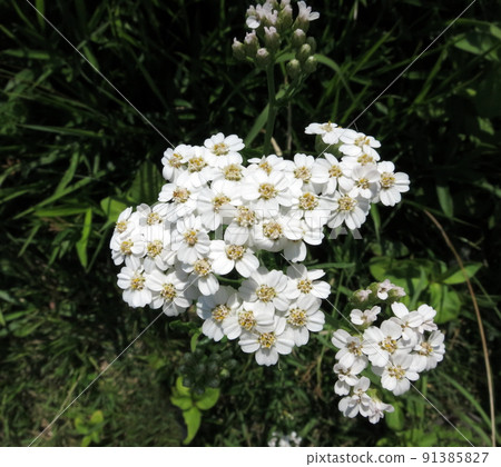 Athocori Athocori 91385827