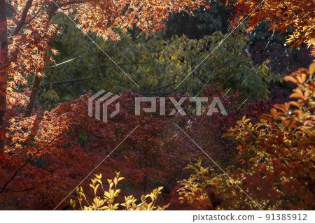A landscape where the spider web surrounded by autumn leaves is exposed to light 91385912