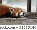 Summer butterless panda 91386140