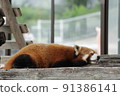 Red panda during break 91386141