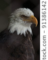 Profile 91386142