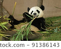 Bamboo eating panda 91386143