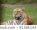 Relax Tiger 91386144