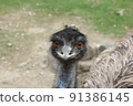 Emu staring 91386145