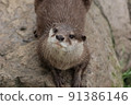 Small-clawed otter 91386146