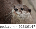 Cute river otter 91386147