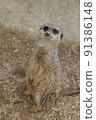 meerkat  91386148