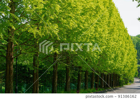 Fresh green Platanus trees 91386162