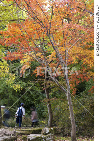 Scenery with people who enjoy walking in the park of autumn leaves-4 Scenery with people who enjoy walking in the park of autumn leaves-4 91386317