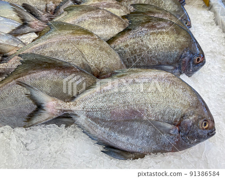 Fresh Pomfret fish in the market for sale Fresh Pomfret fish in the market for sale 91386584