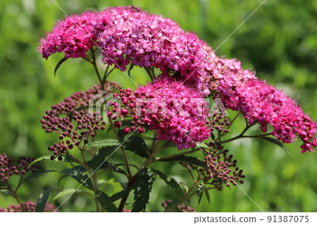 Pink spirea flowers blooming in a Japanese park in spring Pink spirea flowers blooming in a Japanese park in spring 91387075