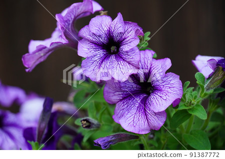 紫色矮牽牛花 91387772
