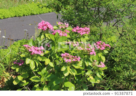 Pink double-flowered hydrangea flowers blooming in Japanese parks in early summer Pink double-flowered hydrangea flowers blooming in Japanese parks in early summer 91387871