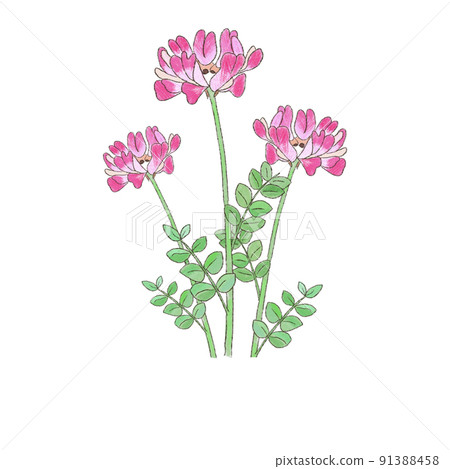 Renge 91388458
