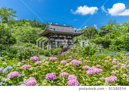 Kannonji Temple, Kyoto Prefecture Hydrangea Temple 91388554