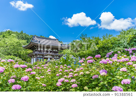 Kannonji Temple, Kyoto Prefecture Hydrangea Temple Kannonji Temple, Kyoto Prefecture Hydrangea Temple 91388561