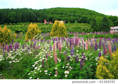 Lupine in Takinoue Herb Garden 91388585