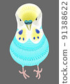 Handwritten budgerigar blue 91388622