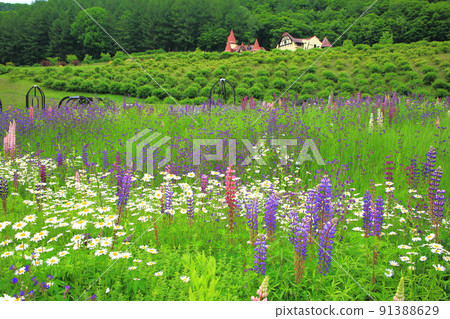 Lupine in Takinoue Herb Garden 91388629