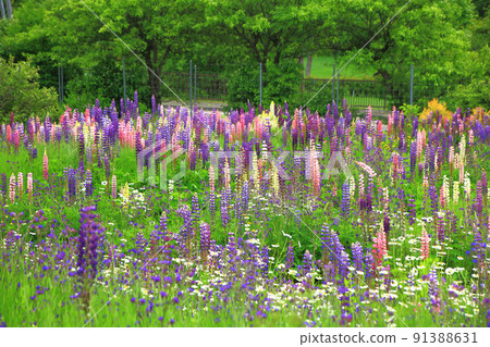 瀧上香草園的羽扇豆 91388631