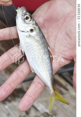 剛捕獲的竹莢魚 91388636