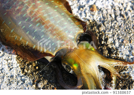 新鮮捕獲的魷魚(Aori 魷魚) 新鮮捕獲的魷魚(Aori 魷魚) 91388637