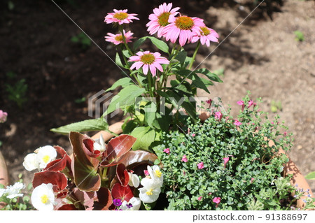 Echinacea flower group planting Echinacea flower group planting 91388697