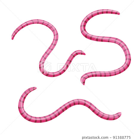 Set of earthworms. Isolated Fishing bait 91388775