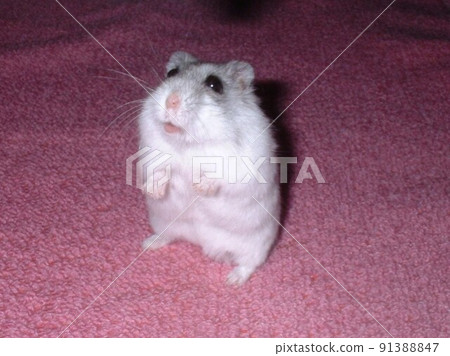 Djangarian hamster 91388847