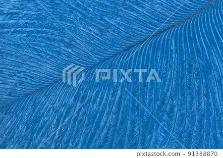 Texture of blue tropical bird feather, background macro. Structure of sapphire fluffy plumage. Abstract natural backdrop 91388870