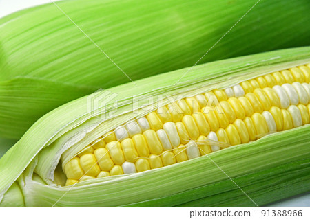 玉米（甜夢） 91388966